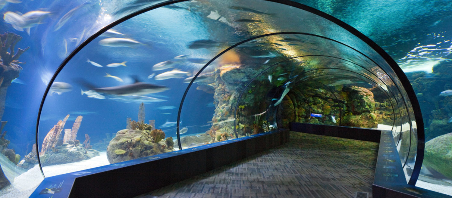 Aquarium1